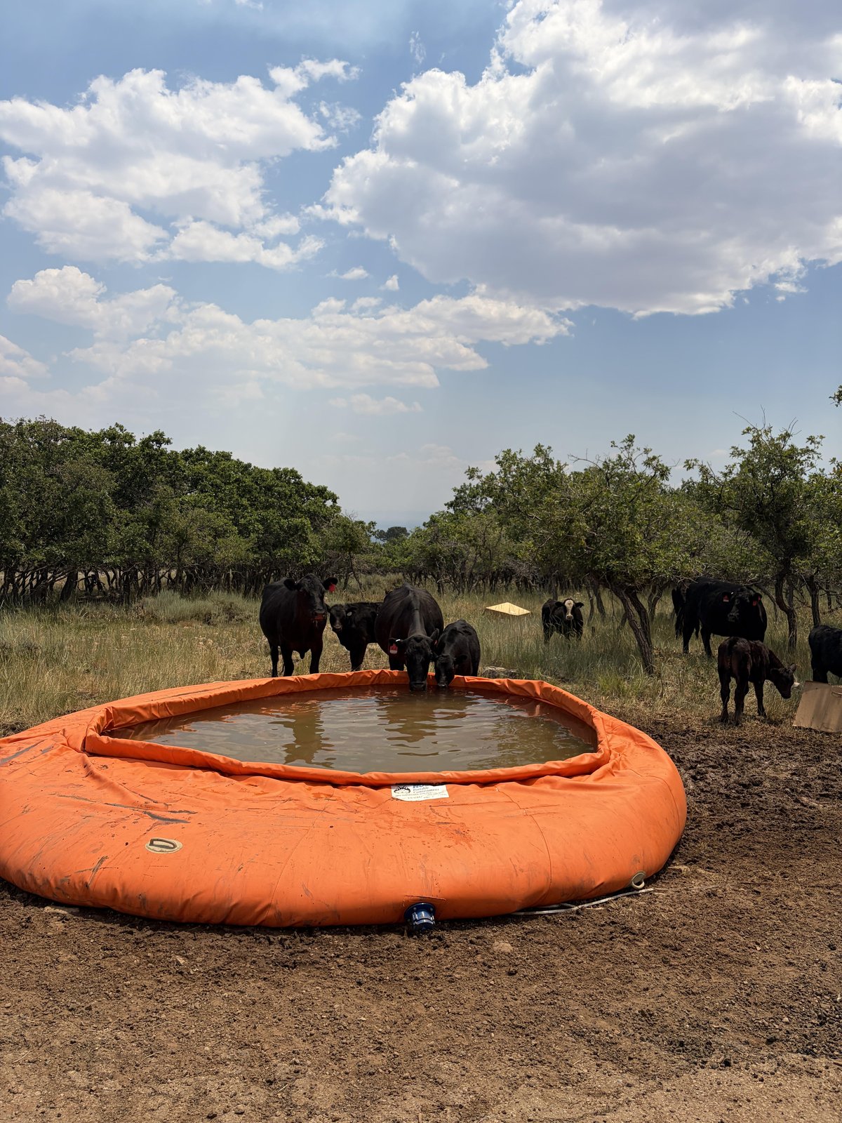 Cows Enjoying Some Water From a Pumpkin