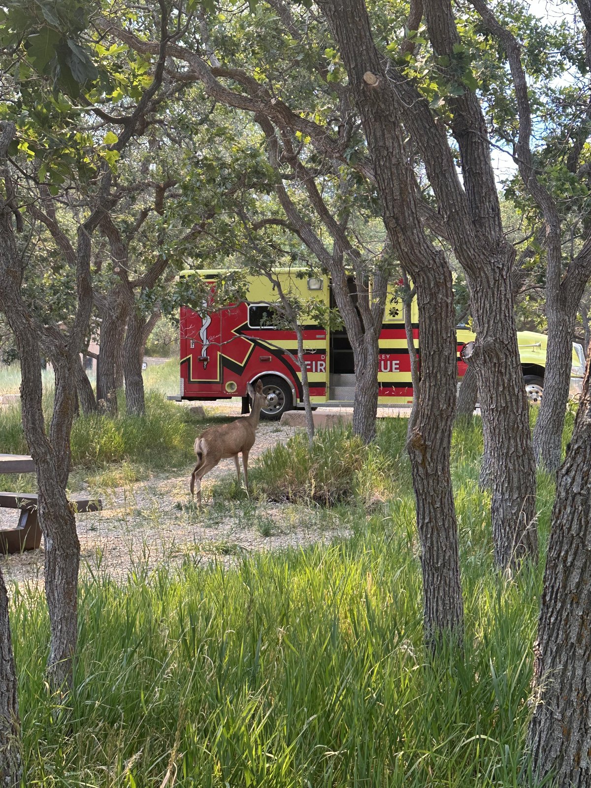 Our Staged Ambulance Had a Visitor