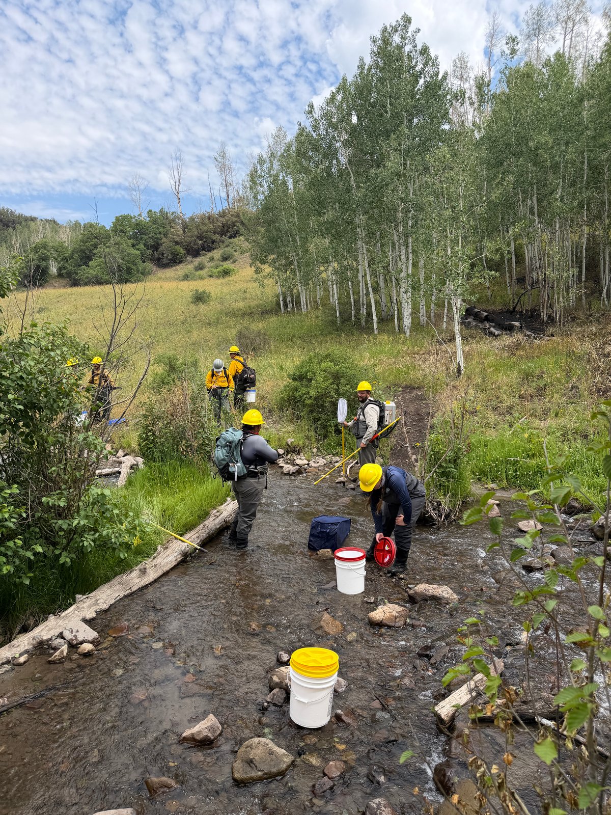 Nate Creek Cutthroat Trout Relocation on the Gold Mount...