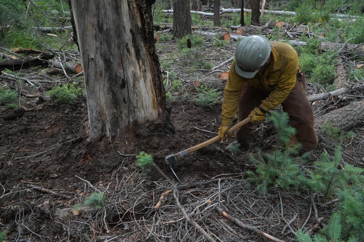 Sacaton Fire - Vegetation Clearing