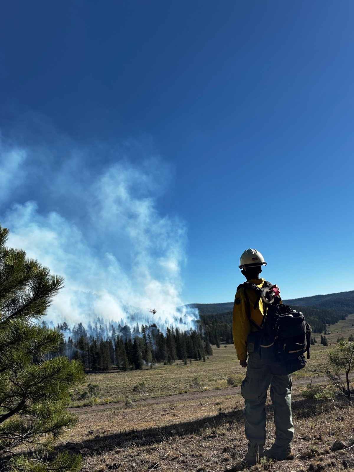A Firefighter Assesses Fire Behavior on the Beehive Fire