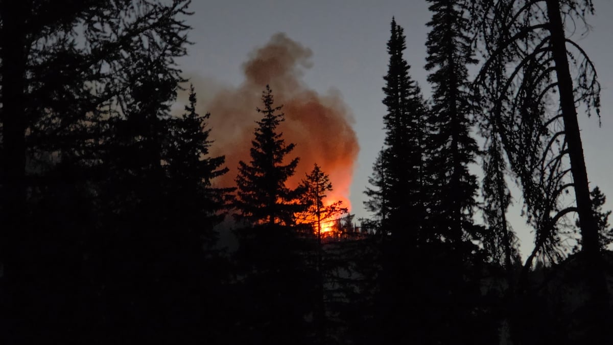 Nighttime Tree Torching