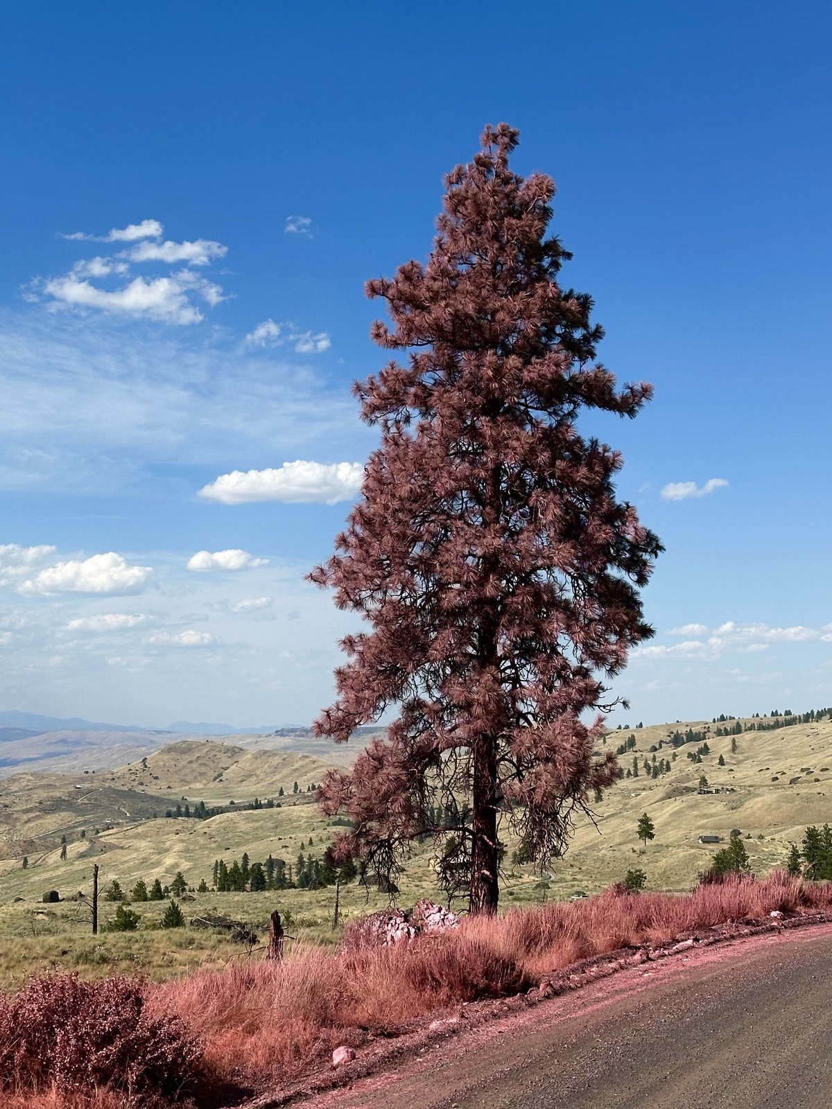 Chelan Hills