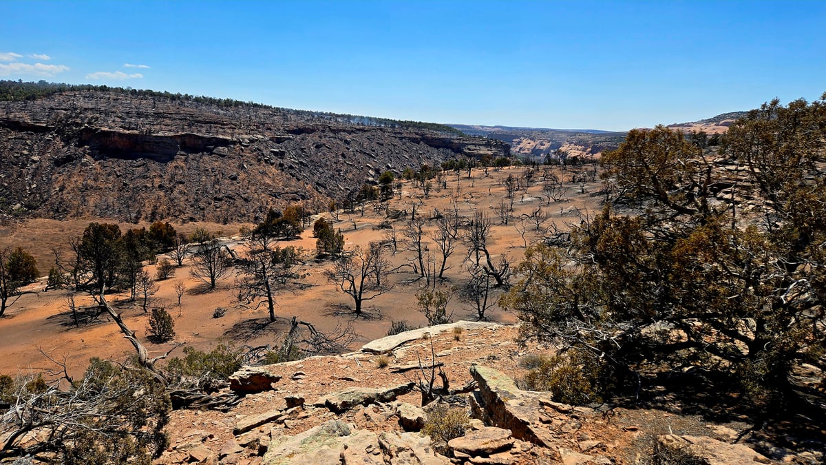 Burned Area on East side of the Snyder Fire, Saturday, July 4