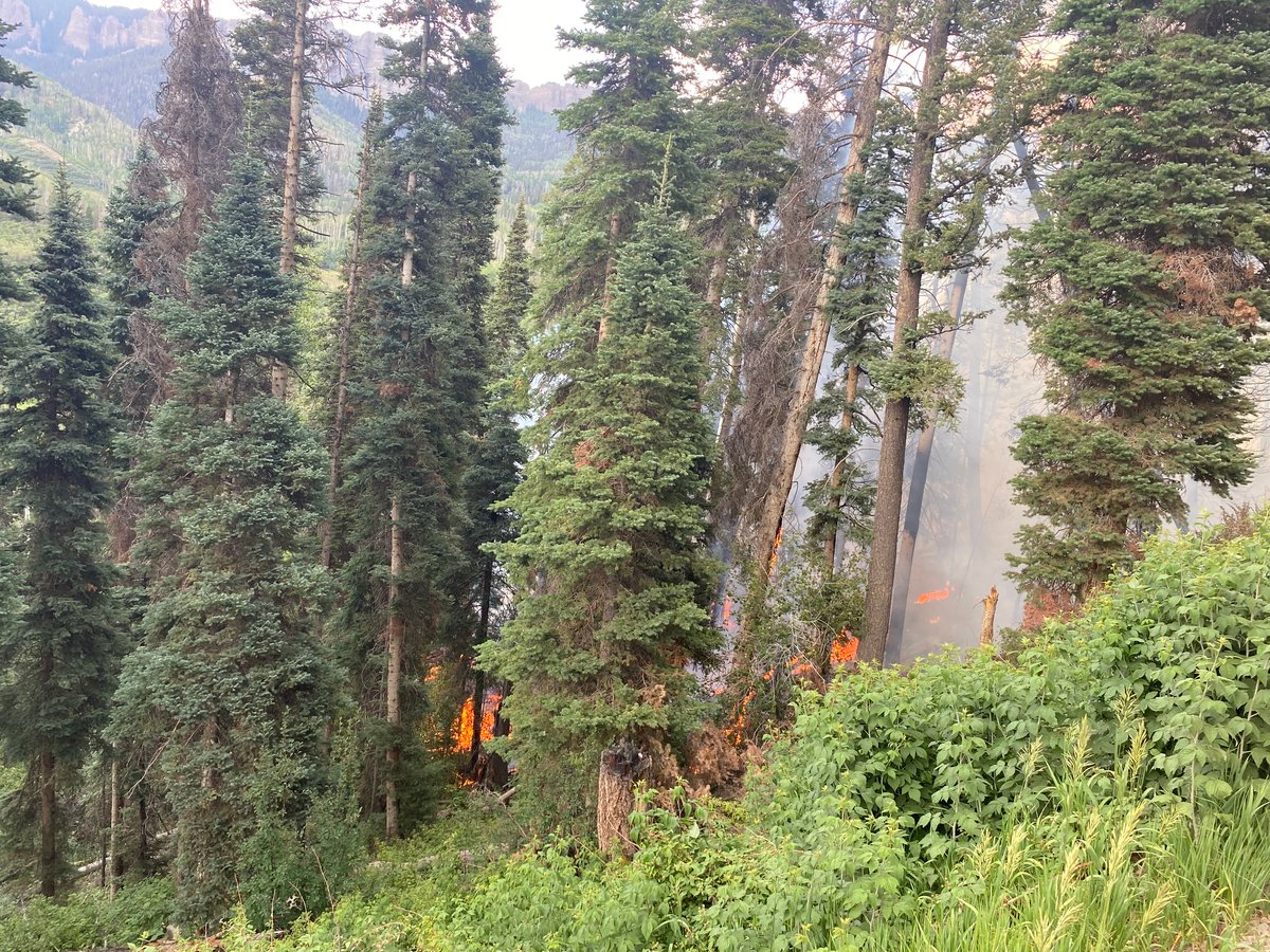 Gold Mt Fire Mixed-Conifer July 12, 2026