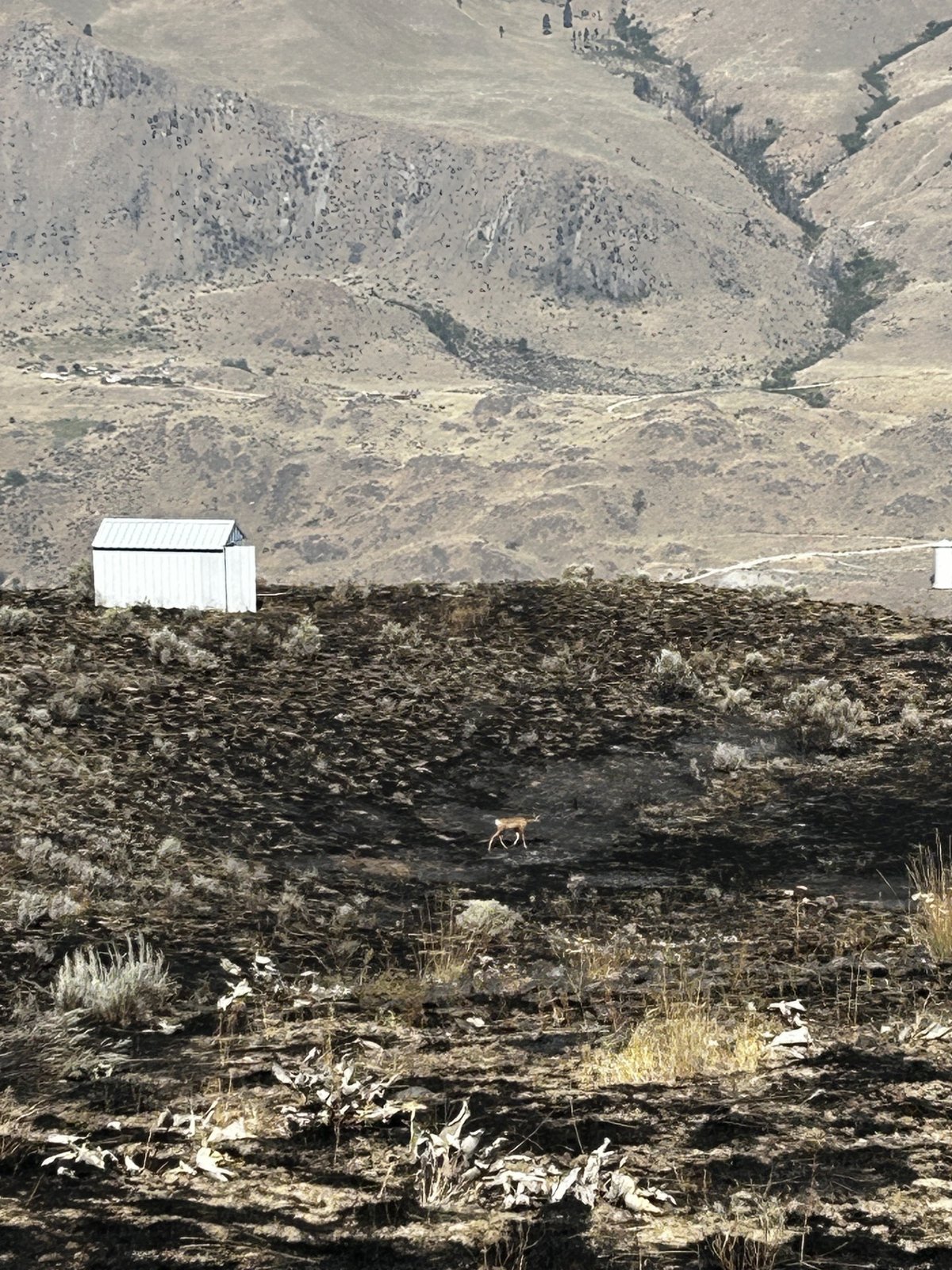 Chelan Hills