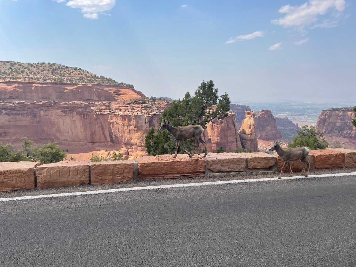 Desert Bighorn Sheep in Colorado National Monument