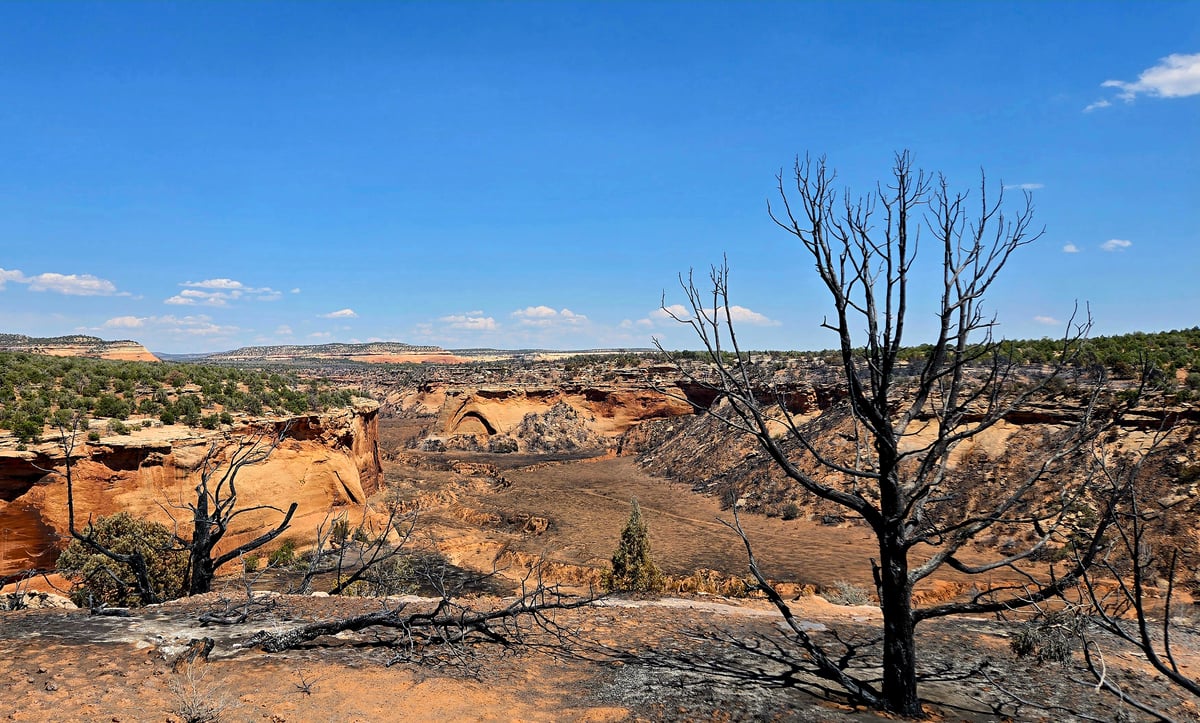 Burned Area on East side of the Snyder Fire, Saturday, July 4