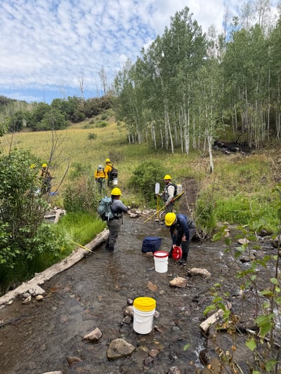 Nate Creek Cutthroat Trout Relocation on the Gold Mount...