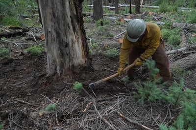 Sacaton Fire - Vegetation Clearing