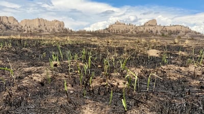 South Fork Fire regrowth 06.21.2026