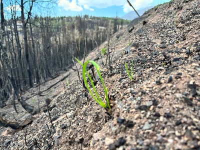 New Life Rising from Cottonwood Fire Ash 7.11.26