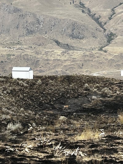 Chelan Hills