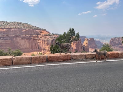 Desert Bighorn Sheep in Colorado National Monument