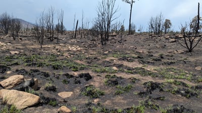 Burned area on Seven Cabins Fire with returning green grass