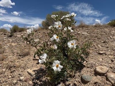 Flatbud Prickly Poppy