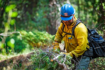 Firefighter moves brush on Willow Fire