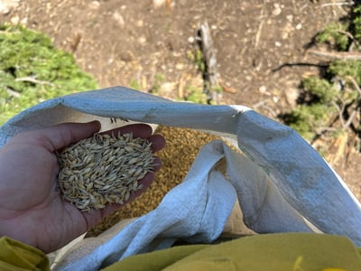 Close up of seed