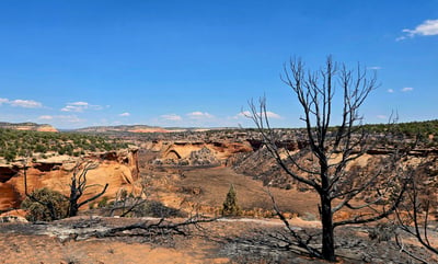 Burned Area on East side of the Snyder Fire, Saturday, July 4